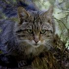 Wildkatze