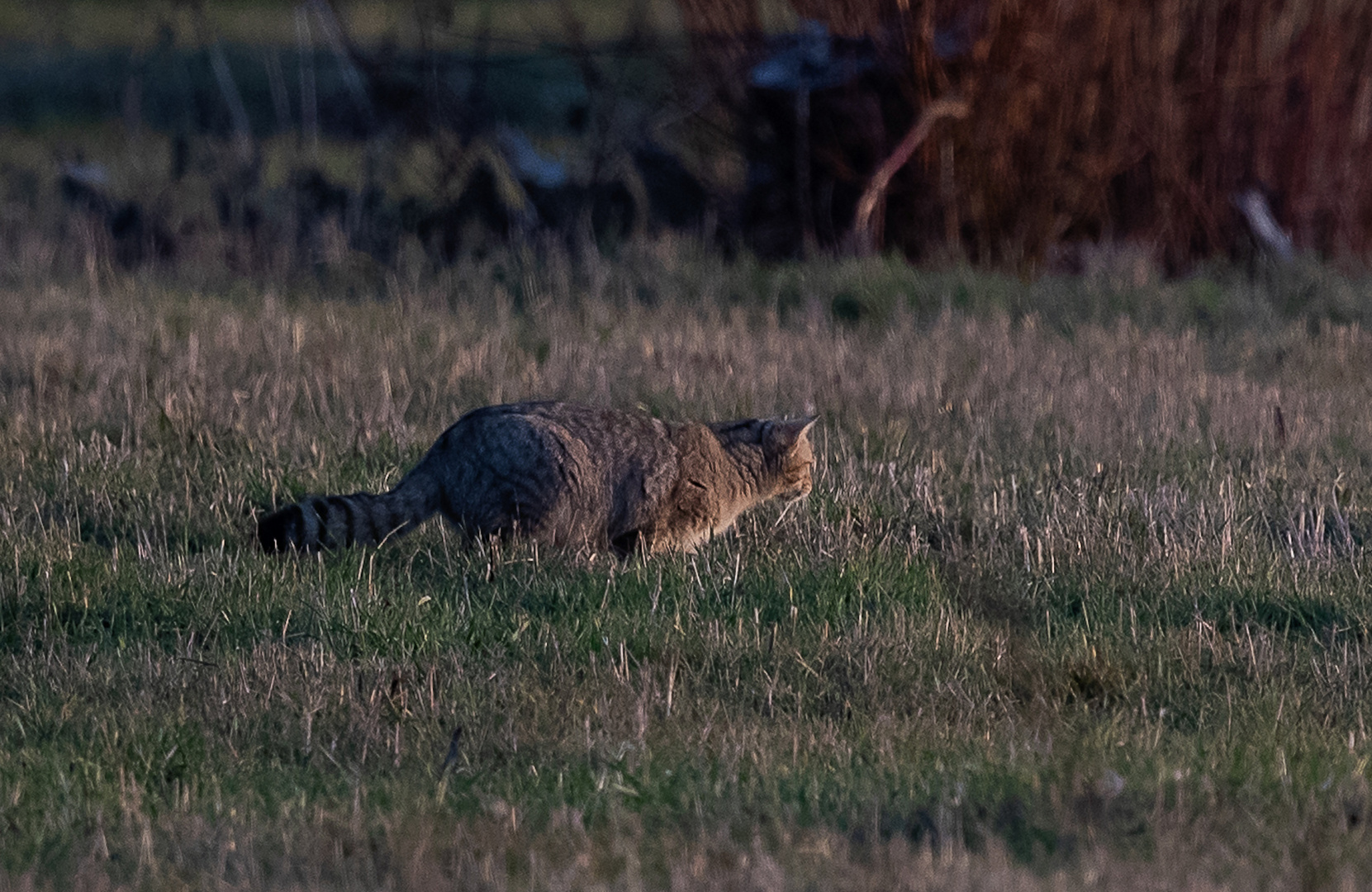 Wildkatze 2 (1 von 1)