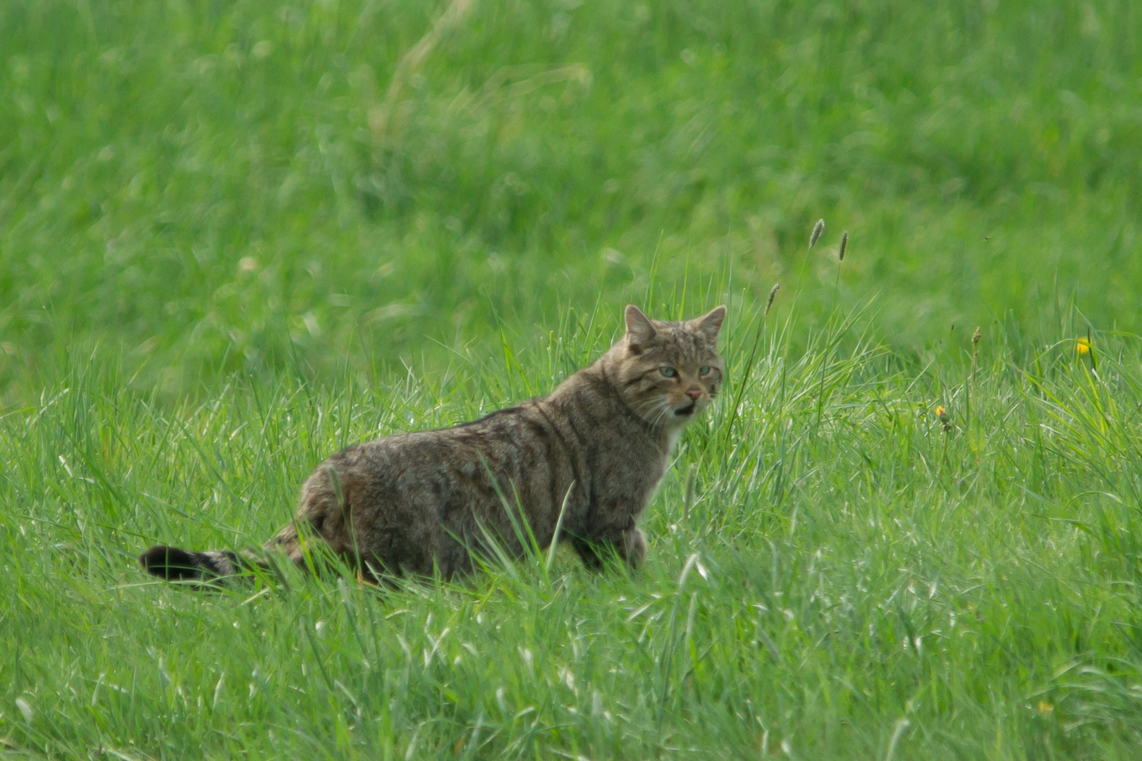 Wildkatze  2 Aufnahme vom 22.4.2018