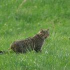 Wildkatze  2 Aufnahme vom 22.4.2018