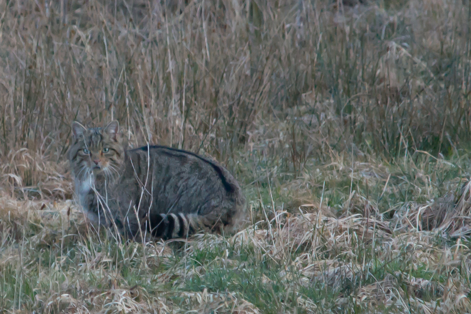 Wildkatze   2     Aufnahme  von Heute