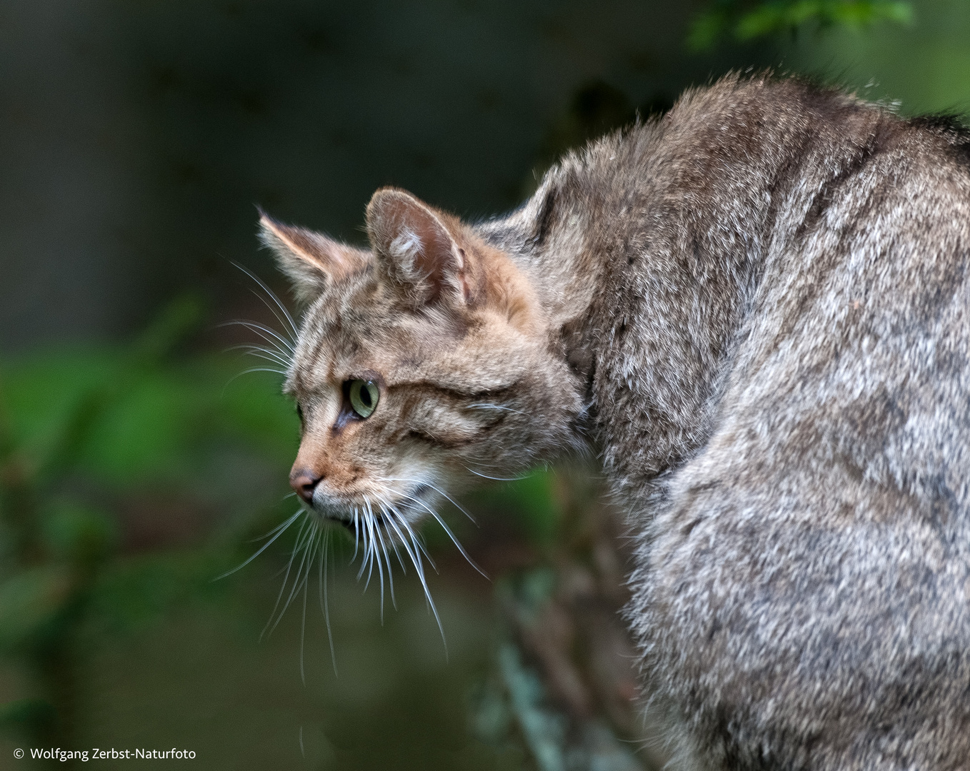 - WILDKATZE - 2- ( Felis silvestris )