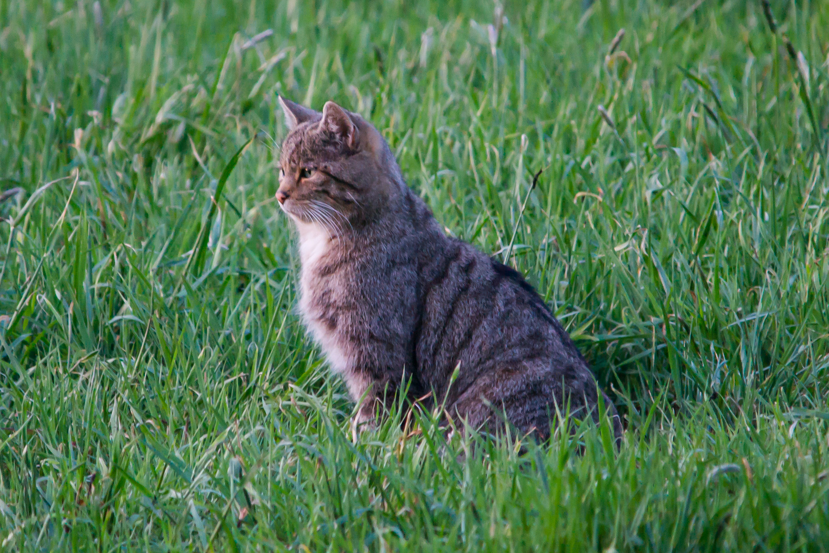 Wildkatze 2020        Aufnahme   Heuteabend 