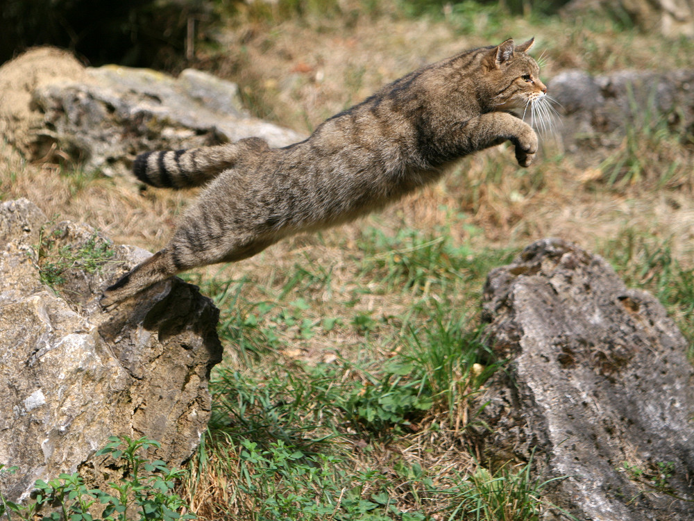 Wildkatze