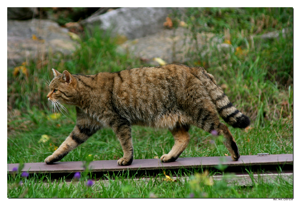 Wildkatze..............