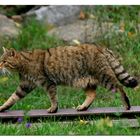 Wildkatze..............