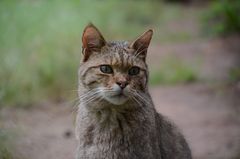 Wildkatze