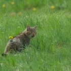 Wildkatze 3 Aufnahme vom 22.4.2018