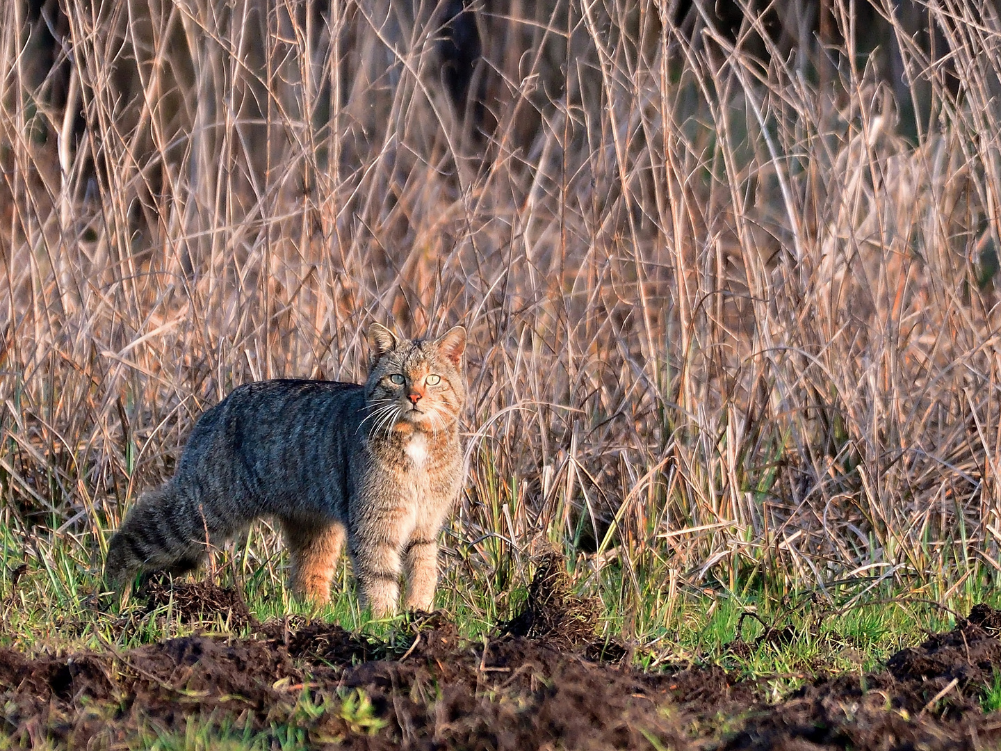 Wildkatze