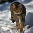 Wildkatze 4