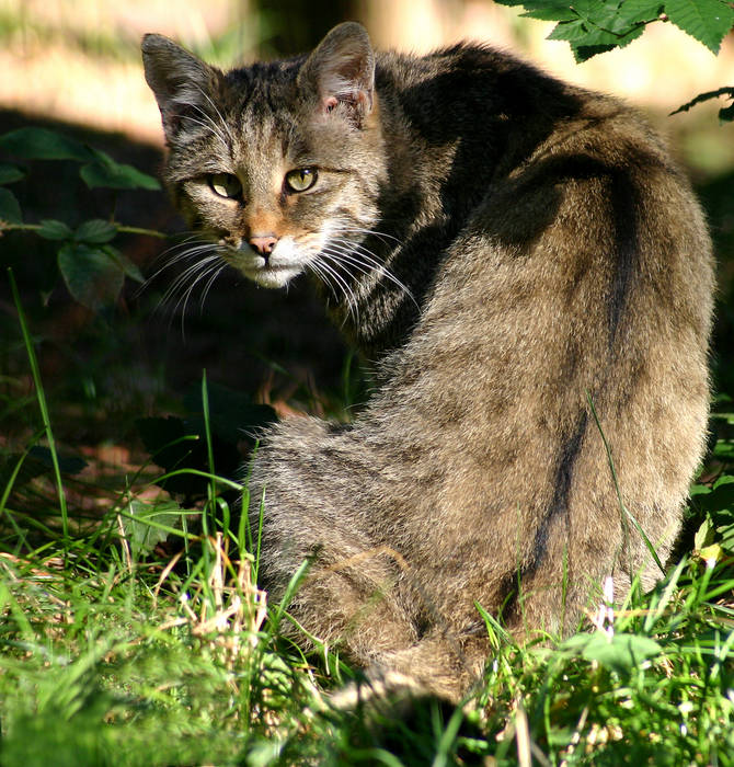 Wildkatze