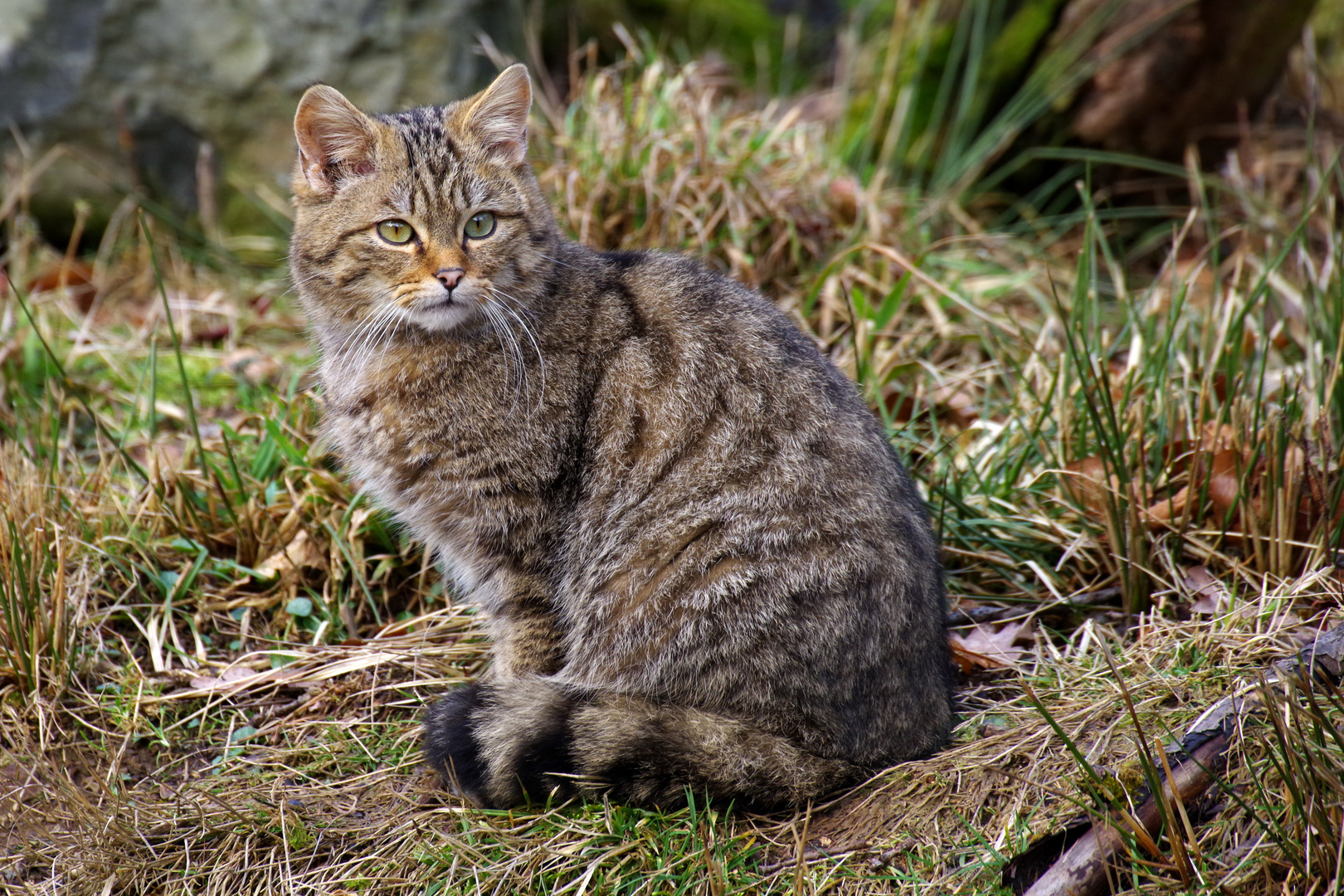 Wildkatze Foto & Bild | wald, natur, katze Bilder auf fotocommunity