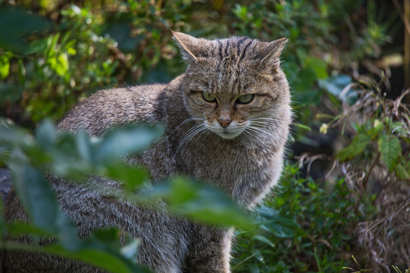 Wildkatze