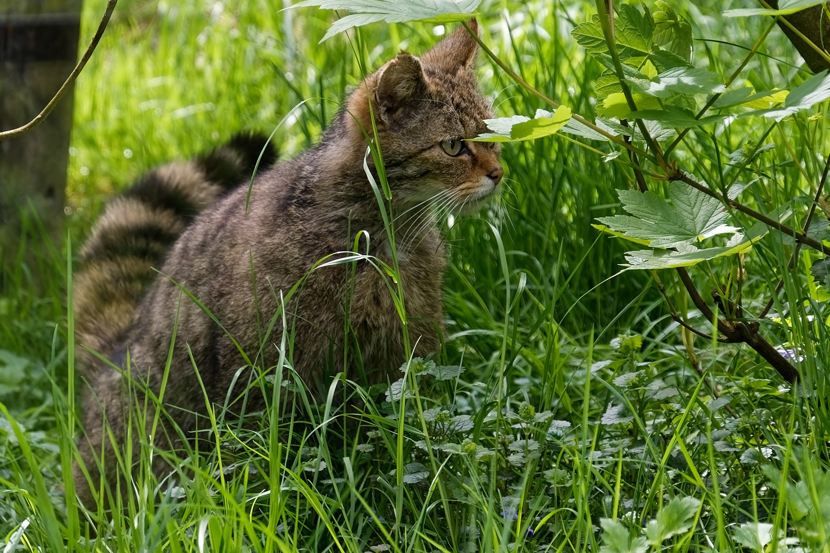 Wildkatze