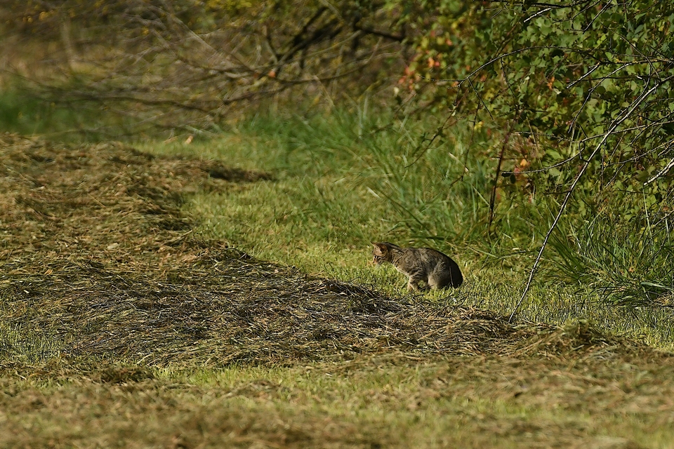 Wildkatze