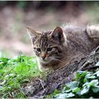 Wildkatze...