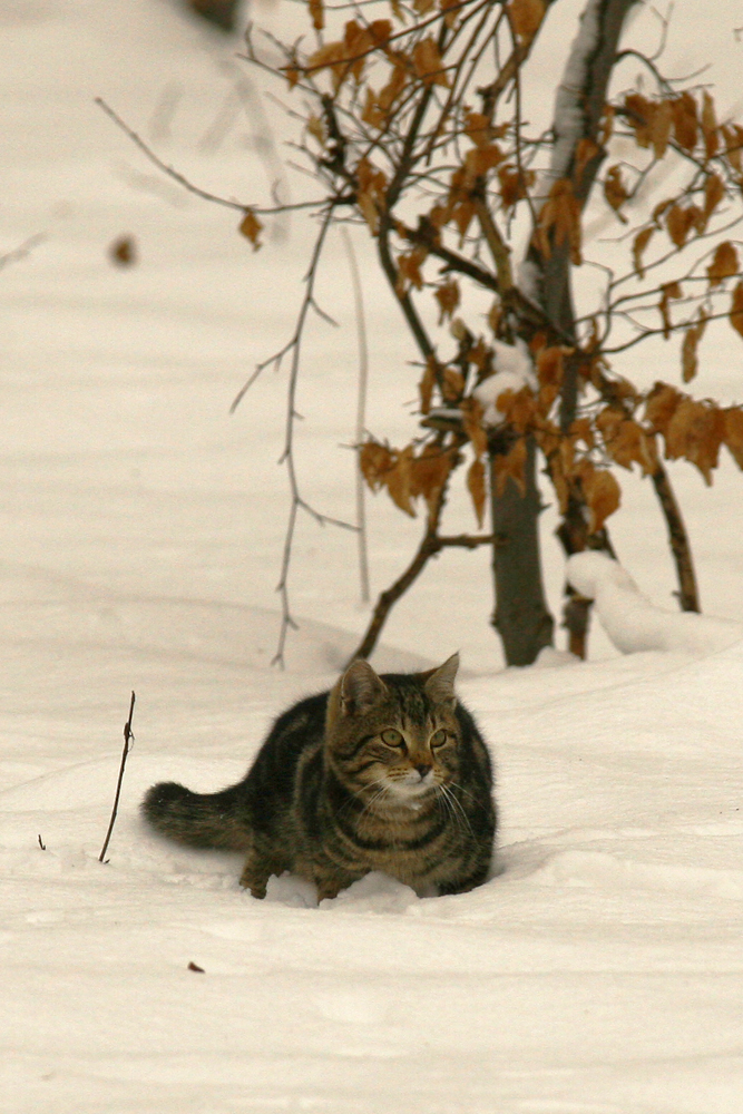 Wildkatze