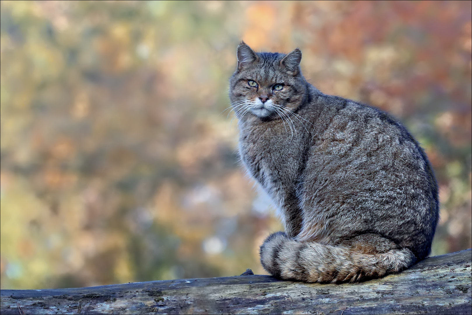 Wildkatze Foto & Bild | natur, katze, katzen Bilder auf fotocommunity