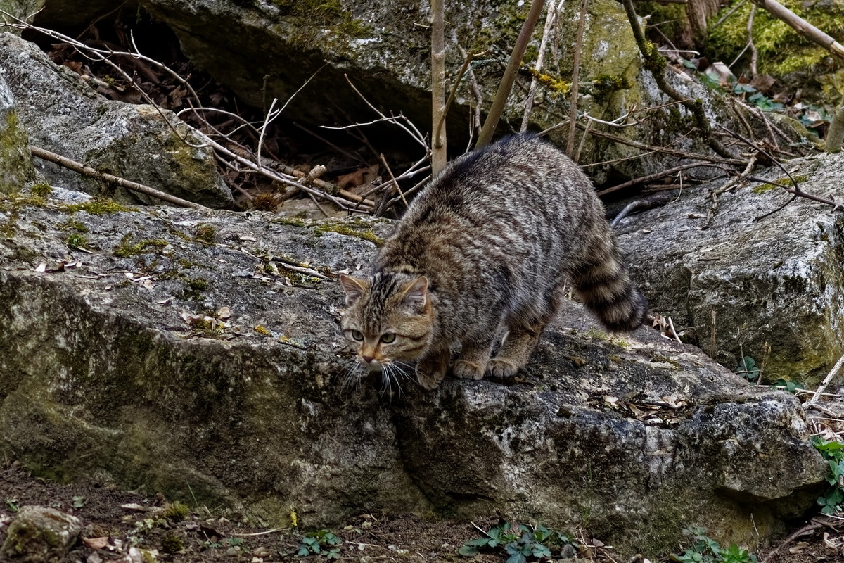 Wildkatze