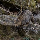 Wildkatze