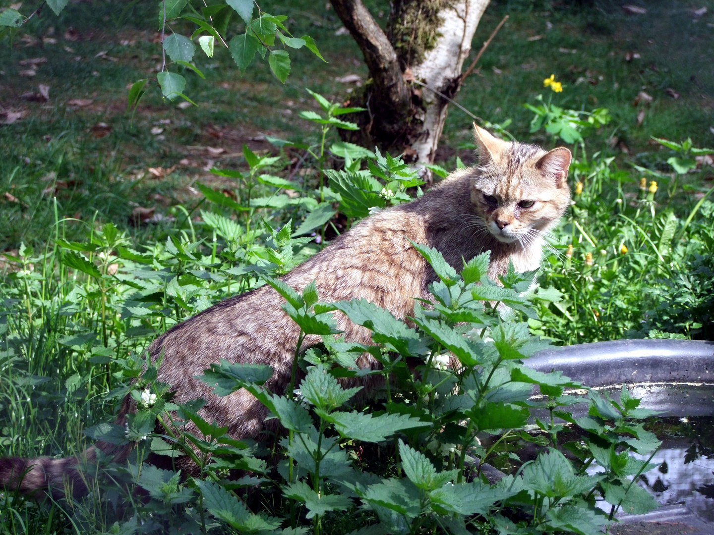 Wildkatze am Wasserbecken