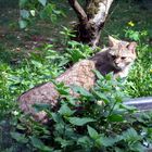 Wildkatze am Wasserbecken