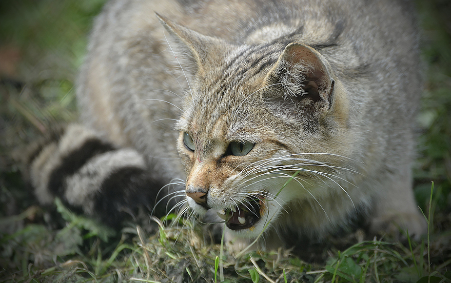 Wildkatze auf der Jagd