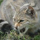 Wildkatze auf der Jagd