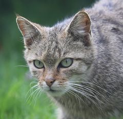 Wildkatze auf der Lauer