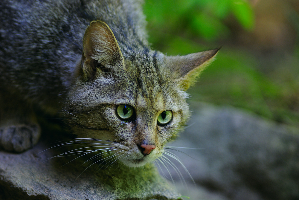 Wildkatze auf der Lauer