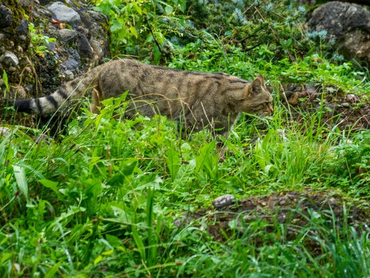 Wildkatze auf der Pirsch 1/3