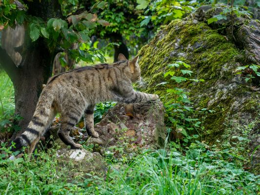 Wildkatze auf der Pirsch 2/3