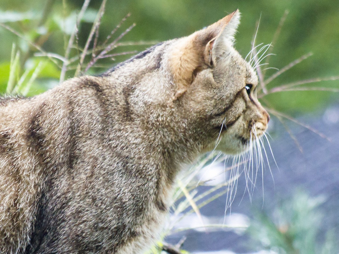 Wildkatze auf der Pirsch 3/3