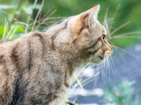 Wildkatze auf der Pirsch 3/3