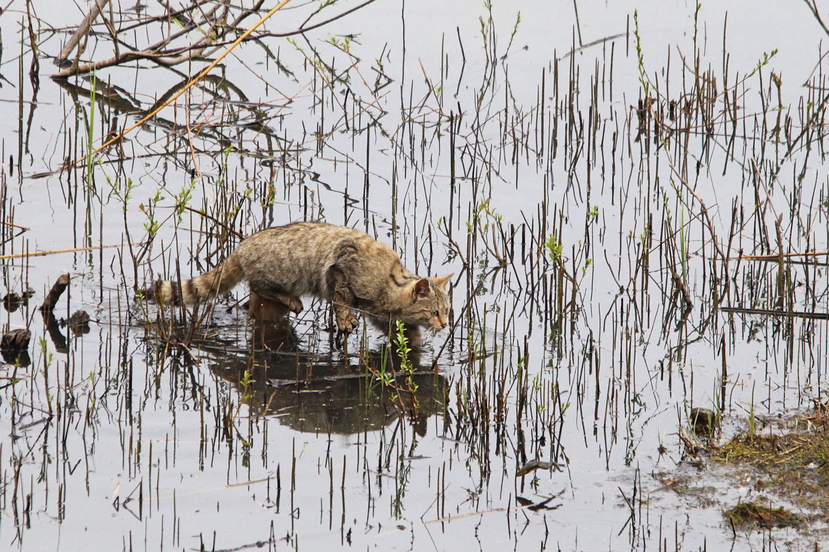 Wildkatze auf der Pirsch