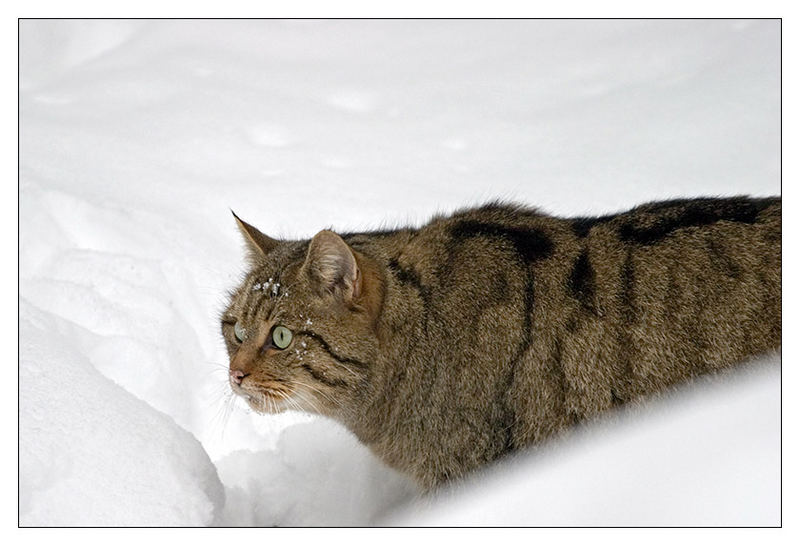 Wildkatze auf der Pirsch