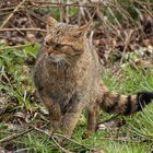 Wildkatze auf der Pirsch