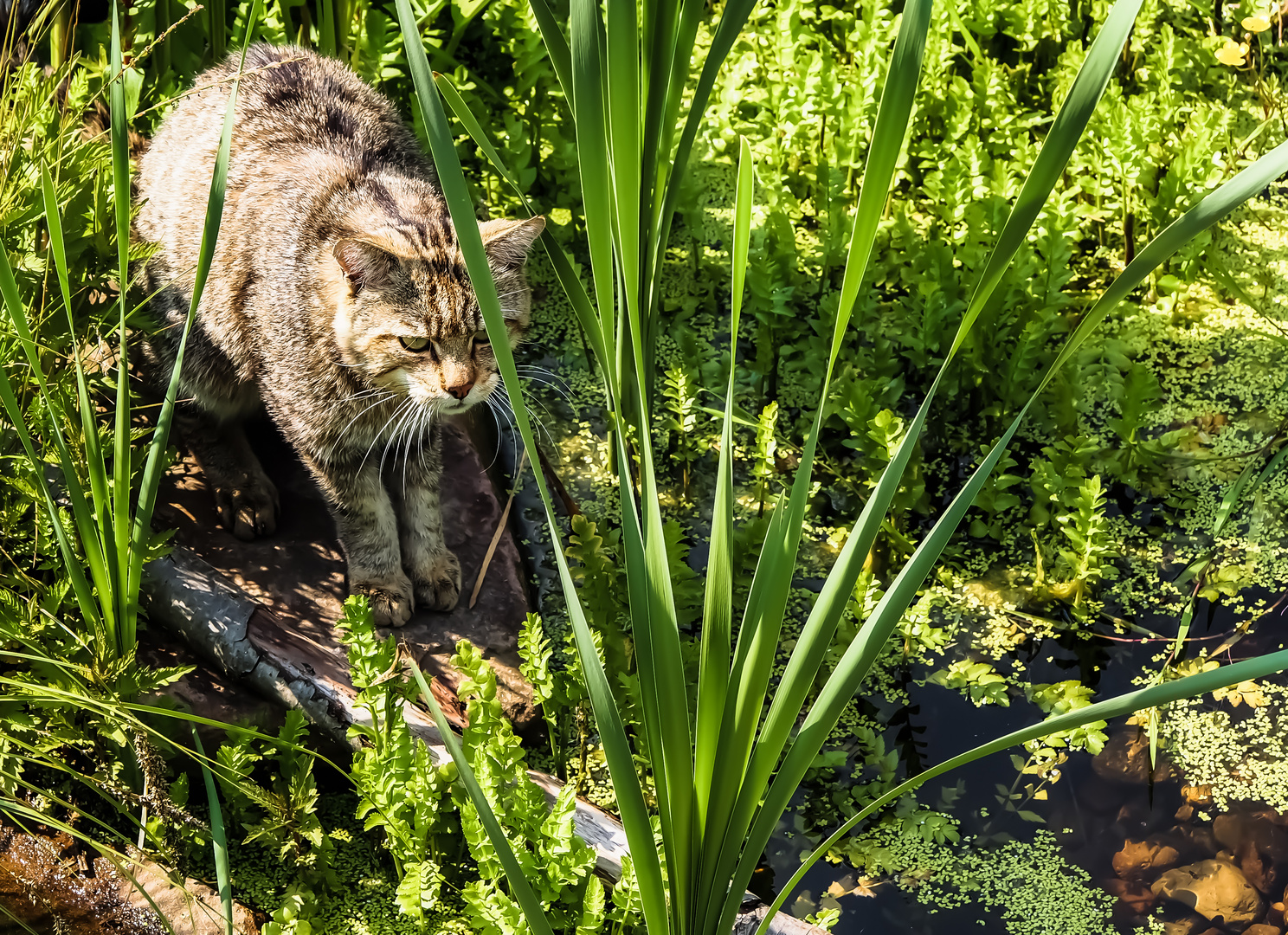 Wildkatze auf der Pirsch / Wildcat goes stalking