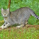 Wildkatze auf Fuerteventura