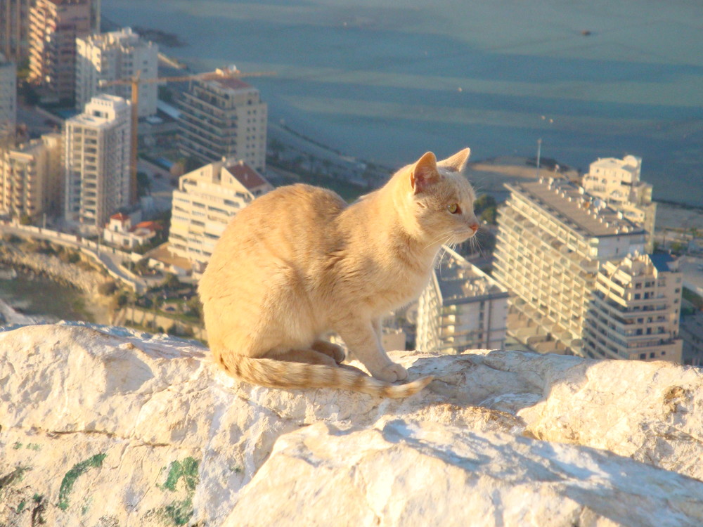 Wildkatze auf Gipfel