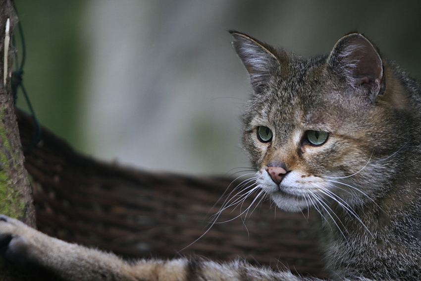 Wildkatze auf Lauer