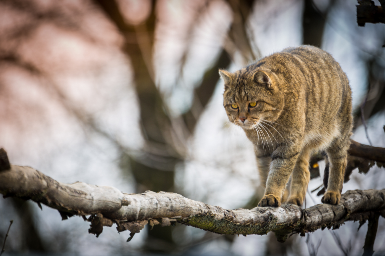 Wildkatze auf Pirsch