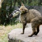 Wildkatze auf Rattenjagd