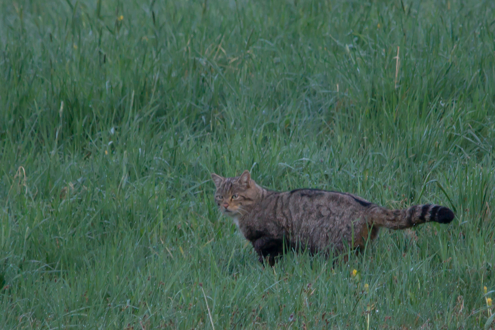 Wildkatze  Aufnahme 21.4.2018