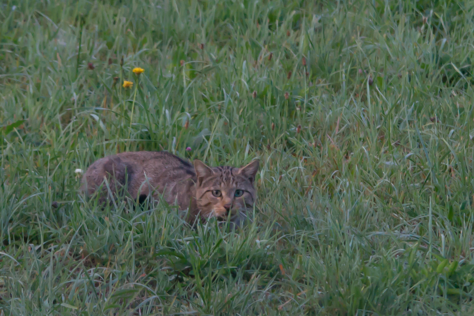 Wildkatze  Aufnahme vom 1.9..2018