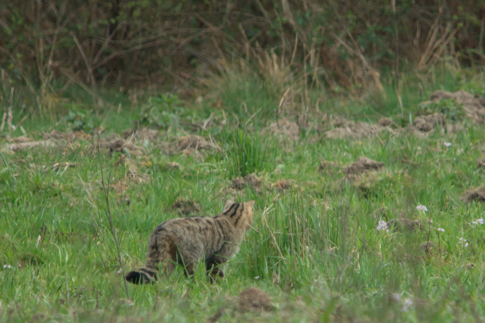 Wildkatze     Aufnahme vom 19.4.2020