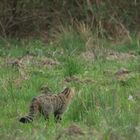 Wildkatze     Aufnahme vom 19.4.2020