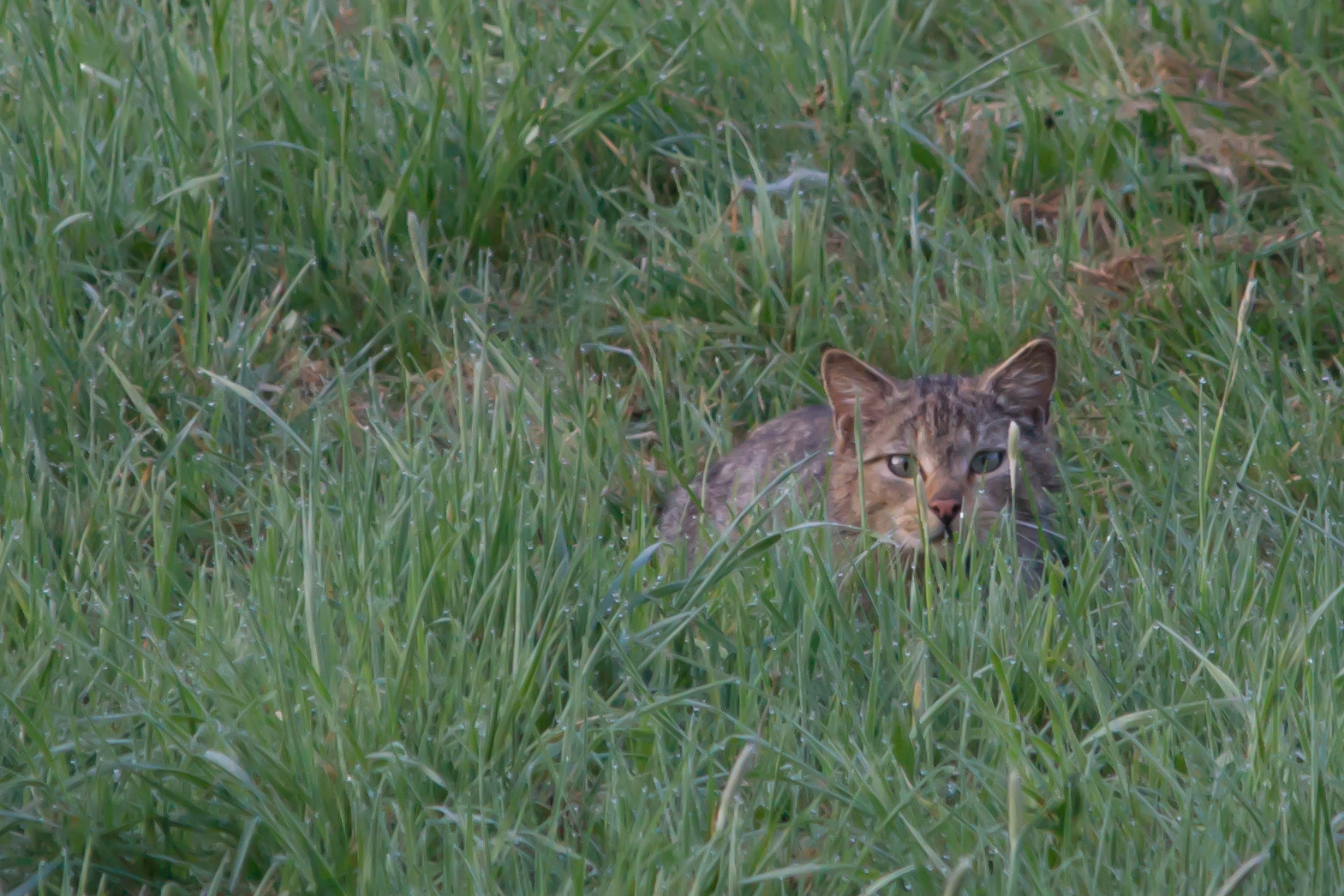 Wildkatze Aufnahme vom 21.4.2018