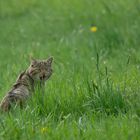 Wildkatze  Aufnahme vom 22.4.2018