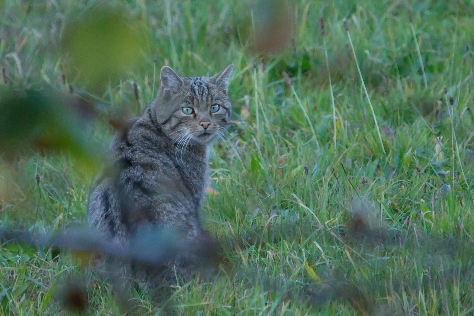 Wildkatze Aufnahme vom 30.10.2016